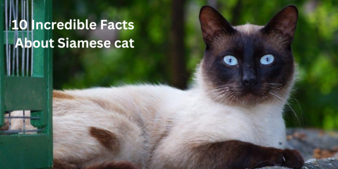 10 Incredible Facts About Siamese cat- view details