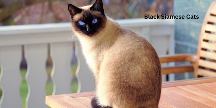 Black Siamese Cats: Myth or Magic?