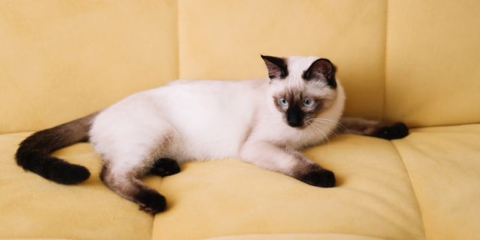 Fascinating facts about the rich history of Siamese cats