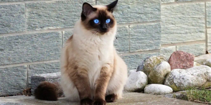 Siamese Cat Colors—Just how many are there?